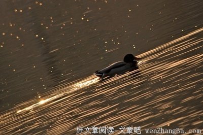 不进则退的句子