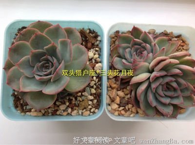 故事|勇敢的桃太郎