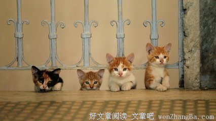 《伊斯坦布尔的猫》影评10篇
