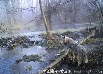 贝利的语句摘抄_关于贝利的语句