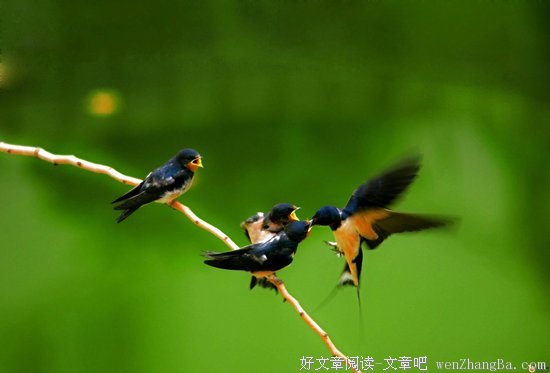 描写詹妮弗的经典句子