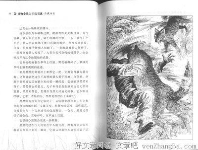最全的沈石溪精彩语录