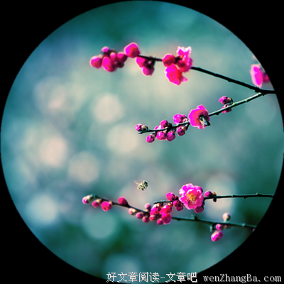 关于纳兰容的语句