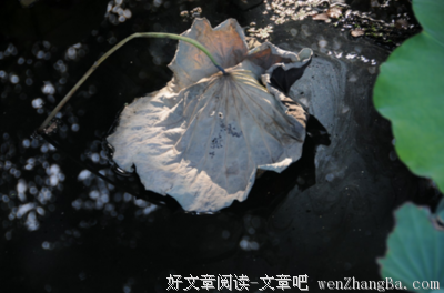 15条关于秋分的经典语句