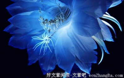 关于昙花一现的语句