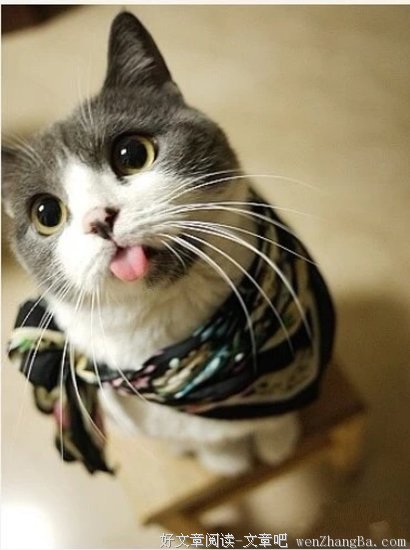 檀仁 | 这群猫穿着朝服分明是想篡位，众爱卿，替朕拿下