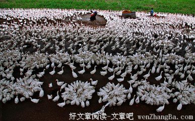 《谁的等待，恰逢花开》读后感10篇