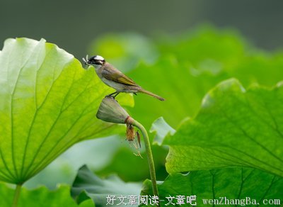 《大撒把》观后感10篇