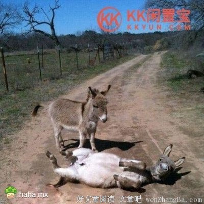 总有个把蠢货，是你不能抛弃的朋友