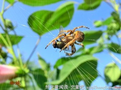 《绿头苍蝇》经典影评10篇
