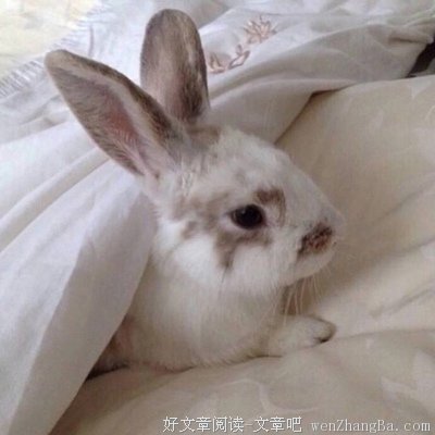 小竹的语句摘抄_关于小竹的语句