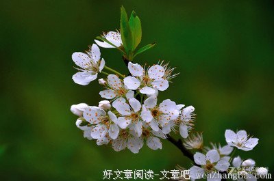 最全的《虞美人》名句欣赏