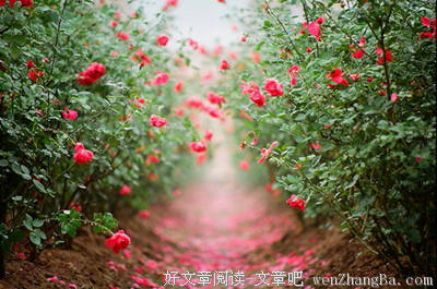 《偏爱你的甜》读后感精选10篇