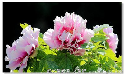 2017李氏哲学名言大全