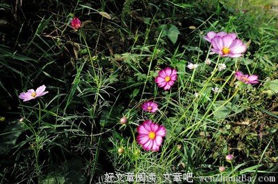 愿如小花波斯菊