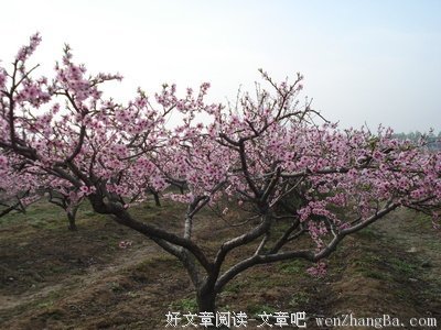 当我们学会理解痛苦，成长也会如约而至