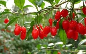 大家说《收获》| 毕飞宇：盛夏的和寒冬的《收获》