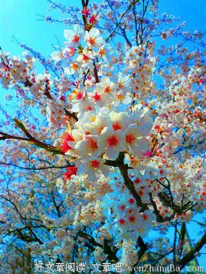 但看花开落，不言人是非