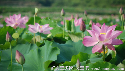 描写美不胜收的经典句子