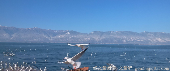最全的《生活在别处》小说书摘大全