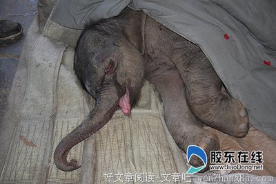 关于泪如泉涌的语句