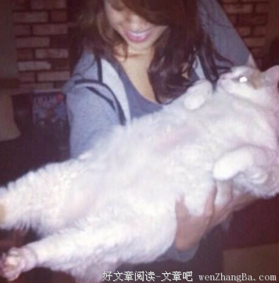在猫的眼中, 铲屎官的世界是什么样的?
