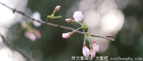 若无闲事挂心头 便是人间好时节