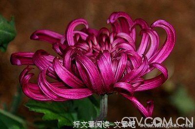 菊花香经典读后感10篇