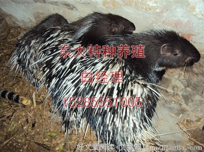 你好像一只刺猬，可我好想抱抱你