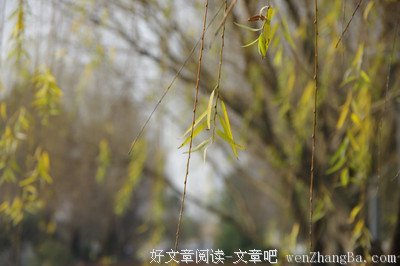 《幸福九植物》读后感10篇