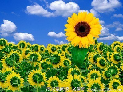 孤傲的名言_关于孤傲的名言