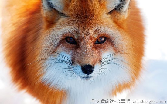 关于绿树成荫的格言