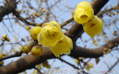 最新的《我与梅花两白头》经典句子