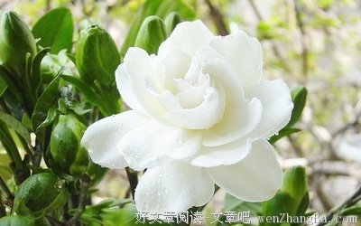 娇嫩的句子