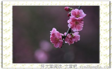 桃红的故事