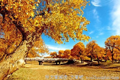 你冷落了我，我也会慢慢地冷落你