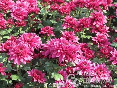 花价直降40多块！该说啥好？