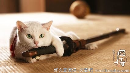 《猫侍 第一季》经典观后感10篇