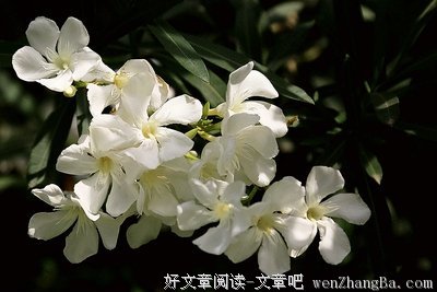 《白色夹竹桃》好看吗？经典观后感10篇