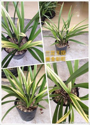 《黄金彩虹》经典影评10篇