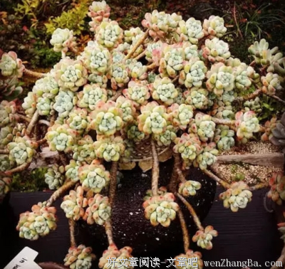 Gabriel大叔评多肉植物届“闷骚”品种top10，养过一半以上算你厉