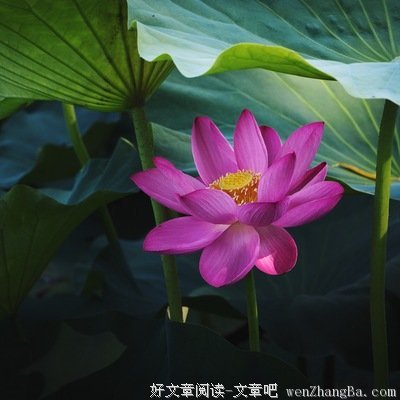 虽败犹荣的语句摘抄_关于虽败犹荣的语句