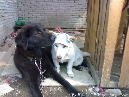 爸妈虐狗，我要离家出走！