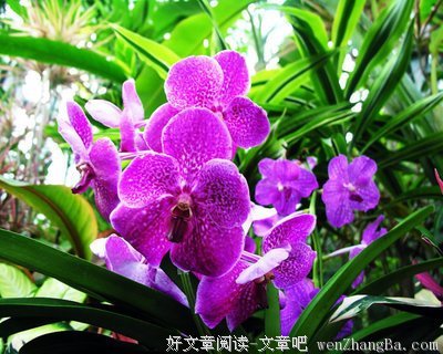 紫兰的名言_关于紫兰的名言