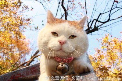 最经典的《极度分裂》经典语句