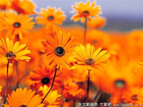 最全的刘亮程的名言名句