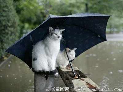 蓝淋经典句子