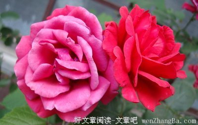 最全的《活法》语录摘抄大全