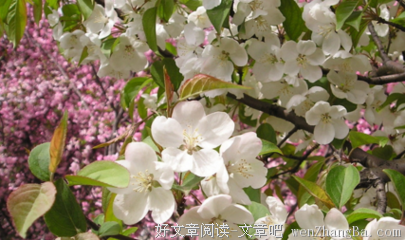 最全的《人生若只如初见》名句欣赏
