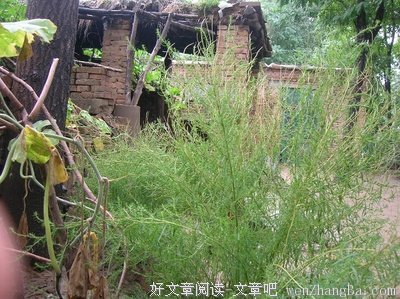 今年最后一个戏精：暴打了婆婆，希望大家教教她如何不离婚